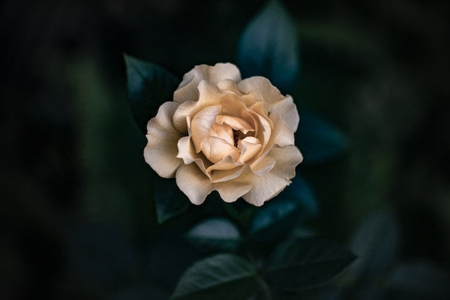 The Enchanting Elegance of Gardenia Fragrance: A Scent that Blooms with Beauty